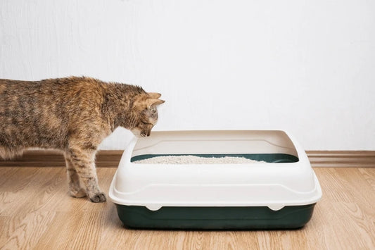 FAQ: How To Clean Cat Litter Box?