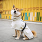 beige color Outdoor Waterproof Dog Raincoat image showing dog wearing the coat