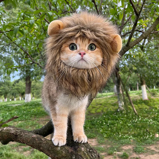 Front Image of Cat Wearing Cute Lion Head Cat Costume