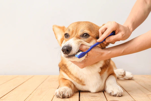 FAQ: Does Pet Insurance Cover Teeth Cleaning in Australia?