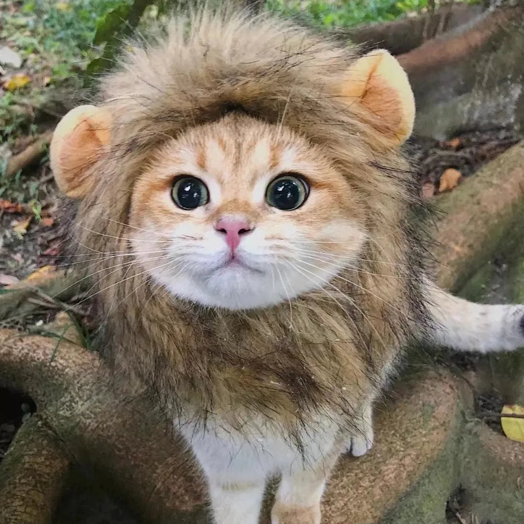 Top Image of Cat Wearing Cute Lion Head Cat Costume